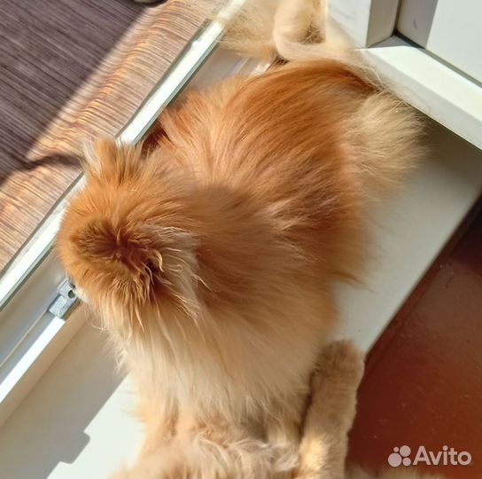 Померанский шпиц