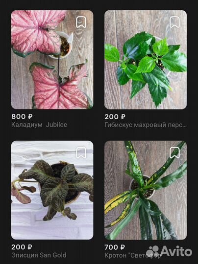 Комнатные растения