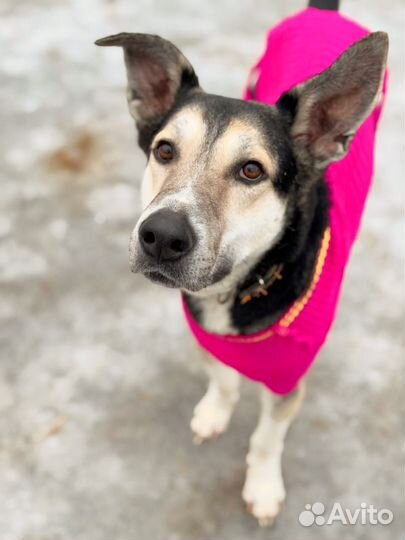 Классный пес Гуффи живет в приюте