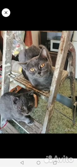 Кошка в дар шотландская