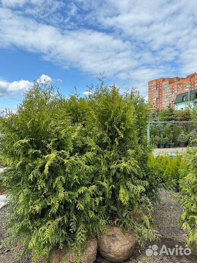 Туя Брабант 140-160см