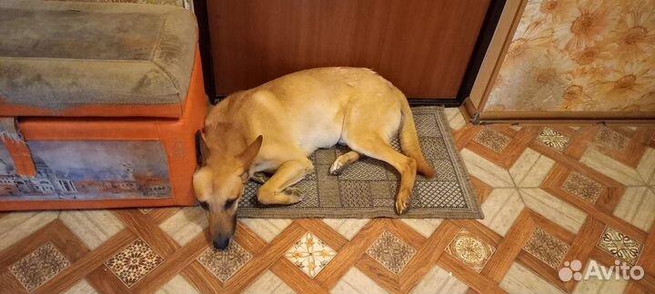 Собака (самец) ищет хозяина. Отдам в добрые руки