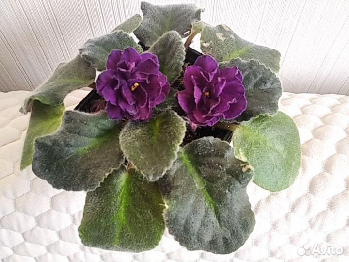 Фиалка цветущая