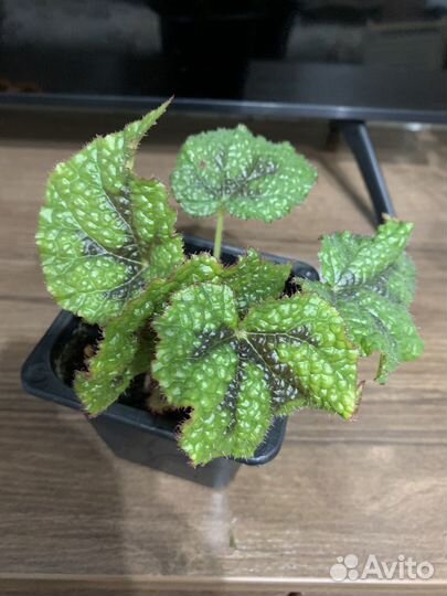 Бегония реск Мэсона