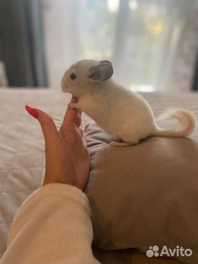 Шиншилла Белый Вильсон