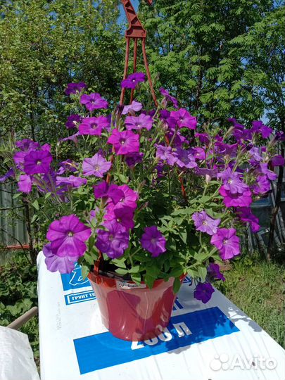 Рассада: петуния, алиссум, вербена, гацания, виола