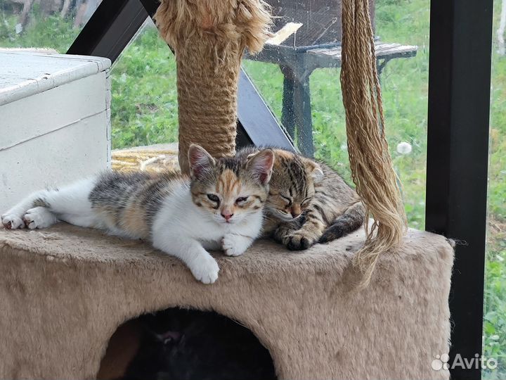 Котята в добрые руки даром