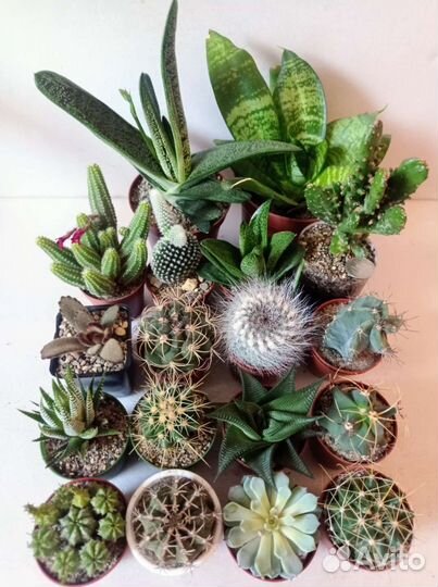 Кактусы и суккуленты