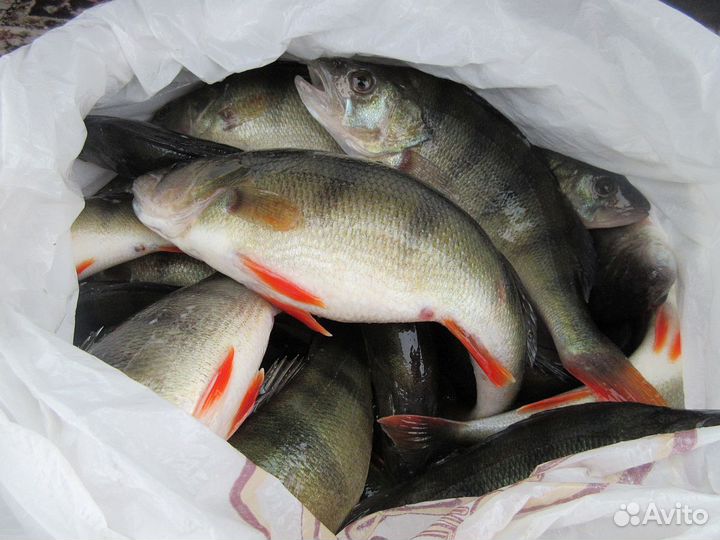 Рыба Щука, Окунь, Плотва