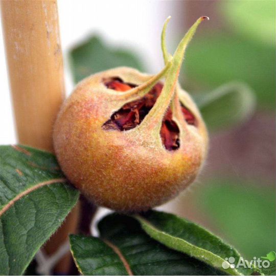 Мушмула германская саженец 3года