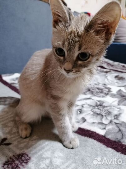 Кошечка ищет дом