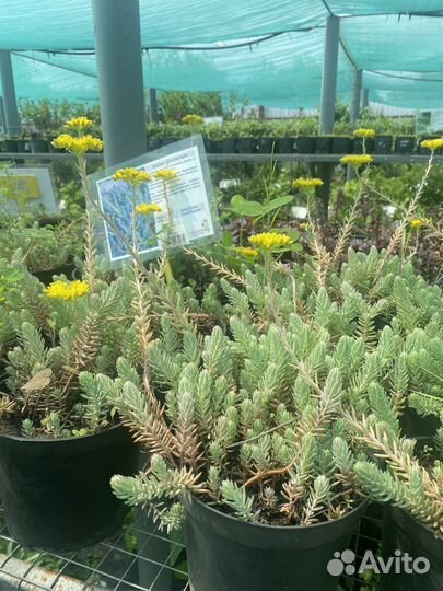 Почвопокровные многолетники для сада в горшках