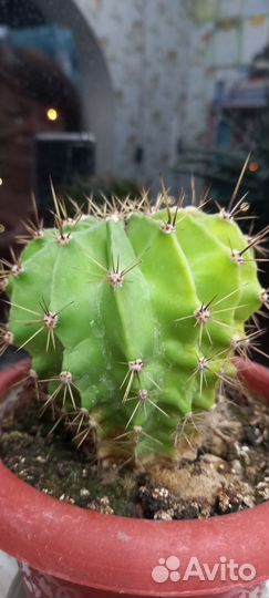 Алоэ столетник, кактус