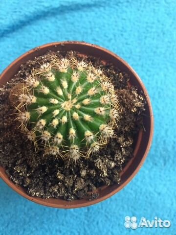 Суккуленты разные