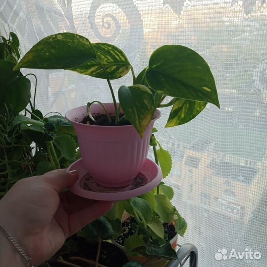 Комнатные цветы