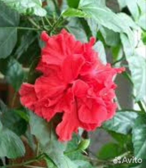 Гибискус огромный можно в офис