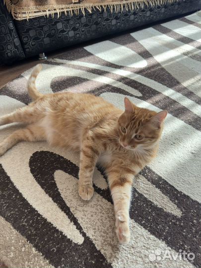 Отдам кота в добрые руки бесплатно