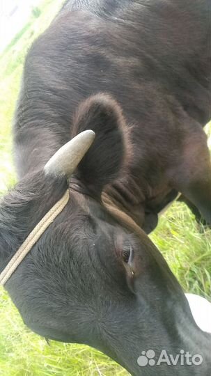 Корова телка