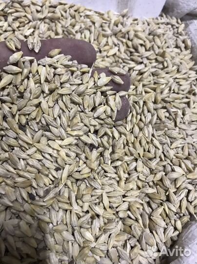 Кормосмесь, зерно пшеница, ячмень, овёс