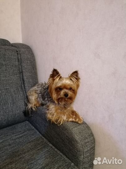 Вязка йоркширский терьер