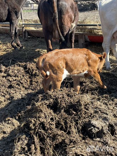 Корова дойная с теленком