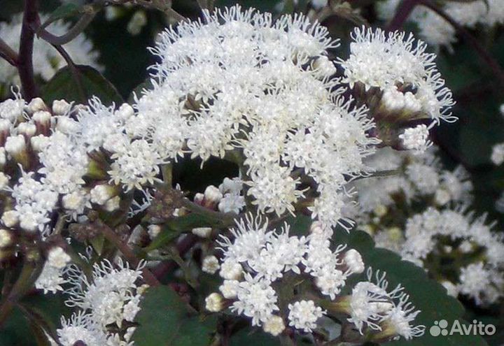 Посконник Шоколад саженцы