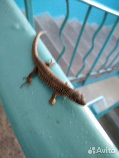 Ящирица обычная