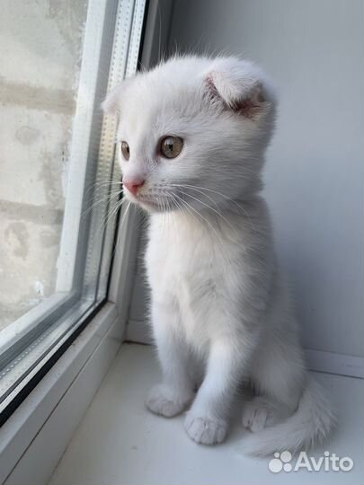 Шотландская вислоухая кошка белая