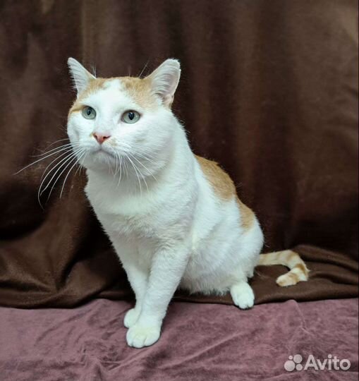 Кот в добрые руки