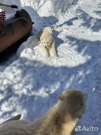 Щенки сторожевых псов