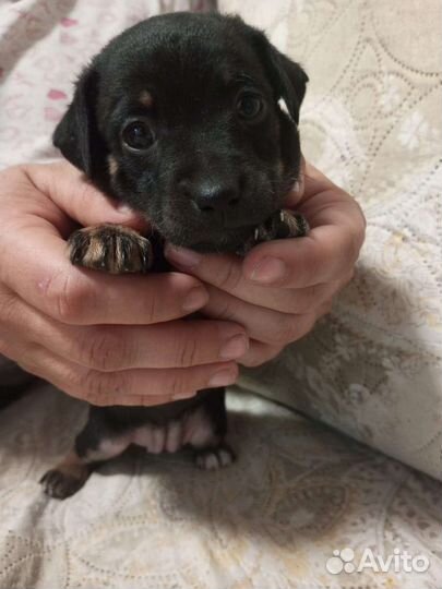 Щенки маленькой породы в добрые руки бесплатно