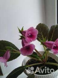 Глоксиния