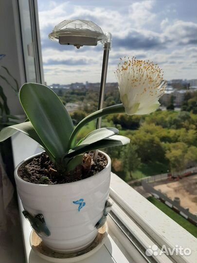 Цветок гемантус