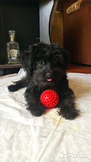 Щенок Йоркипу