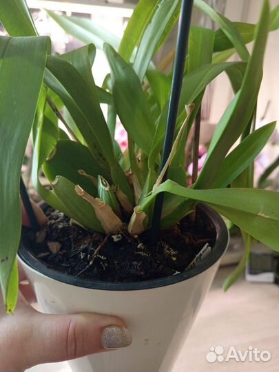 Орхидея камбрия