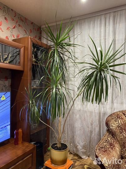 Драцена