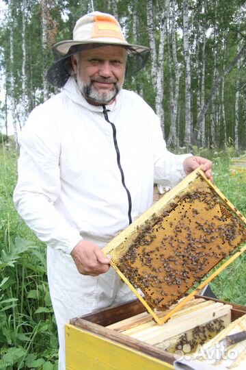 Пчелосемьи