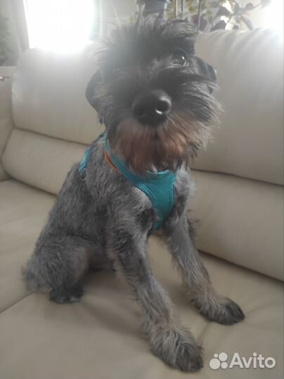 Шлейка Trixie Soft S (грудь 33-50см)