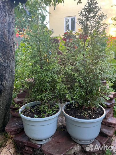 Туя смарагд