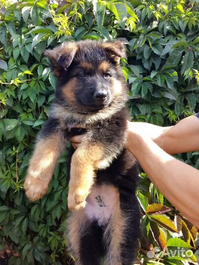 Девочки немецкой овчарки