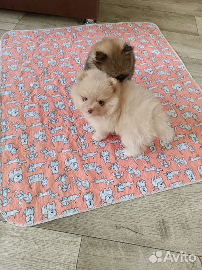 Щенки шпица