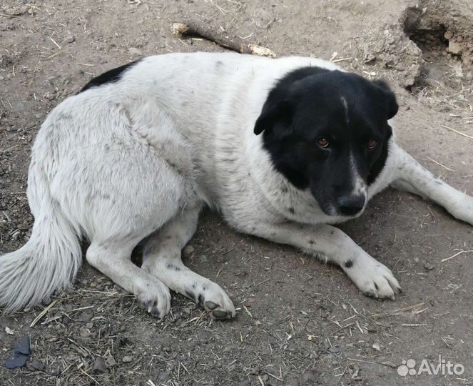 Собака в добрые руки