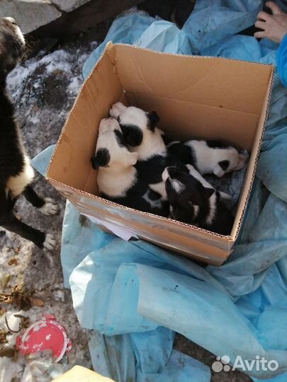 Щеночки малышки