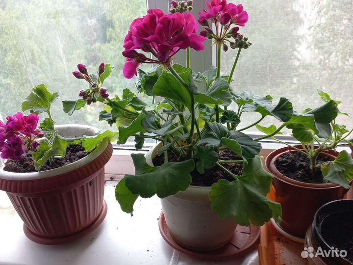 Пеларгония герань душистая