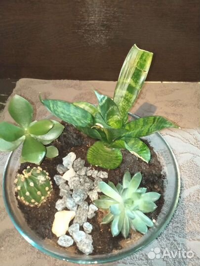 Флорариум, мини садик из суккулентов