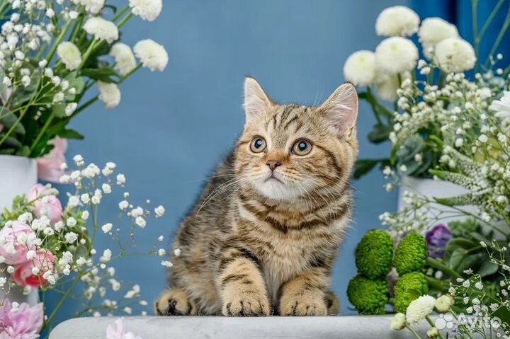 Британская