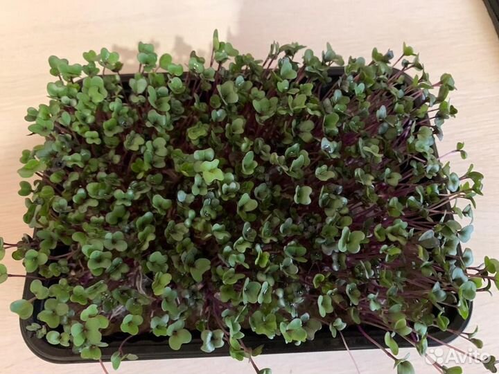 Микрозелень