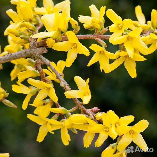 Форзиция кусты