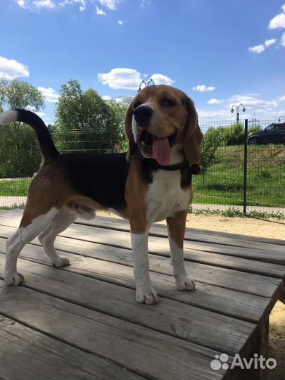 Бигль вязка