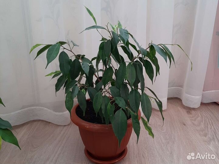 Фикус Бенджамина